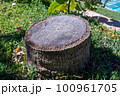 ヤシの木の切り株 100961705