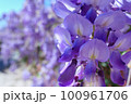 春の満開の藤の花 100961706