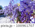 春の満開の藤の花 100961707