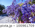春の満開の藤の花 100961709