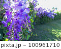 春の満開の藤の花 100961710
