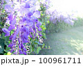 春の満開の藤の花 100961711