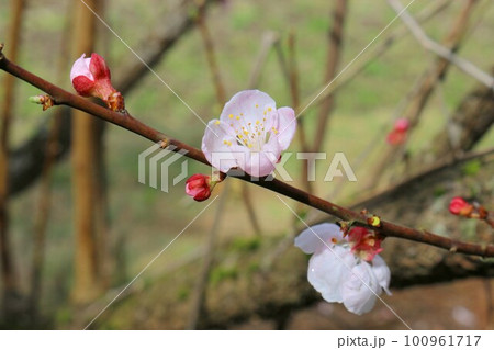 春の訪れを告げる杏の花 100961717