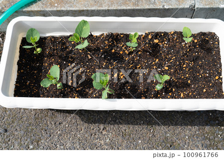 プランターで発芽した枝豆 プランターで発芽した枝豆 100961766