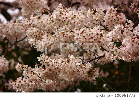 春爛漫の福蔵院境内のソメイヨシノ（7） 100961773