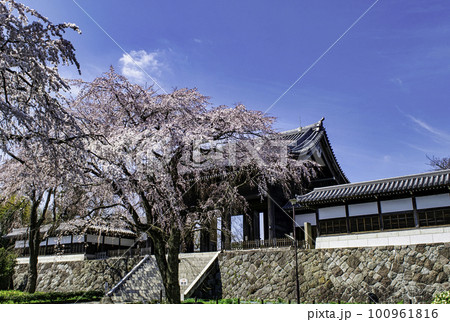 東京都　府中市　東郷寺（とうごうじ）　山門の枝垂れ桜 100961816