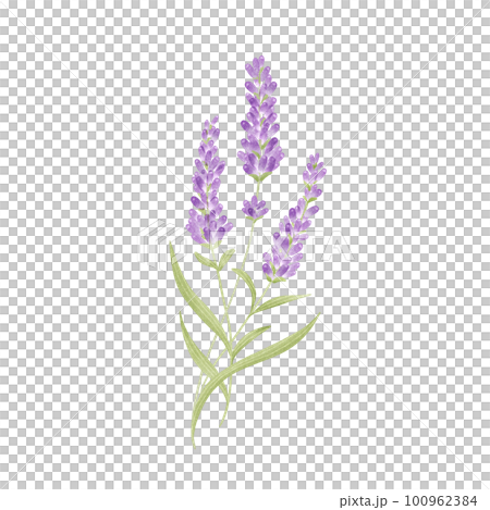 Lavender bouquet watercolor style illustration Lavender bouquet watercolor style illustration 100962384