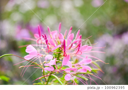 pink spider flowers in the garden, cleome flowers in summer 100962395