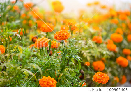 field of marigold flowers on tree in the garden, Orange floral marigold yellow flowers in summer field of marigold flowers on tree in the garden, Orange floral marigold yellow flowers in summer 100962403