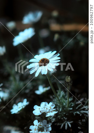 花 花 100962797
