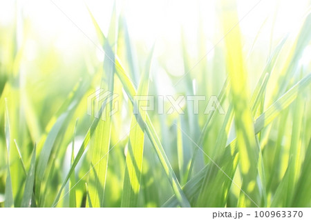 太陽の光を受けキラキラと輝く若草 100963370