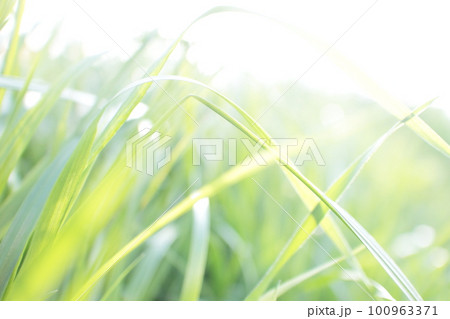太陽の光を受けキラキラと輝く若草 100963371