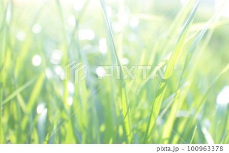 太陽の光を受けキラキラと輝く若草 100963378