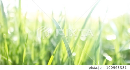 太陽の光を受けキラキラと輝く若草 100963381