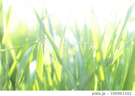 太陽の光を受けキラキラと輝く若草 太陽の光を受けキラキラと輝く若草 100963382