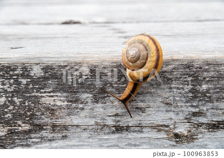 カタツムリ（ナミマイマイ） 100963853