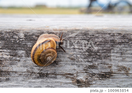 カタツムリ（ナミマイマイ） 100963854