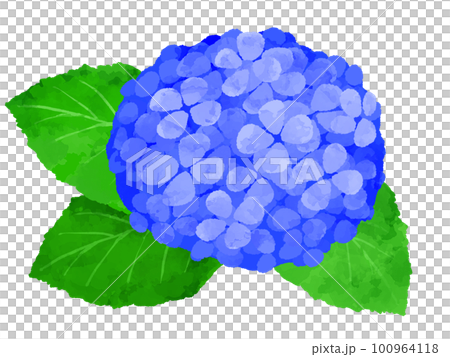 繡球花插畫手繪水彩風格 100964118