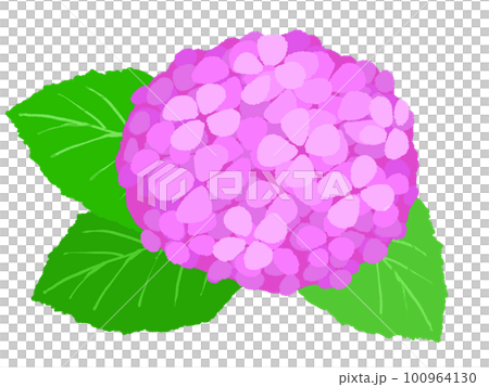 繡球花插畫手繪 繡球花插畫手繪 100964130