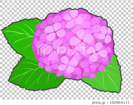 繡球花插畫手繪 繡球花插畫手繪 100964131