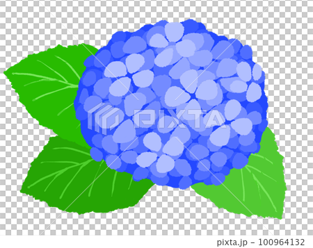 繡球花插畫手繪 繡球花插畫手繪 100964132
