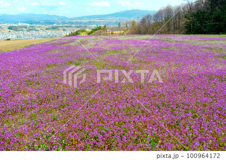 ホトケノザの花畑 100964172