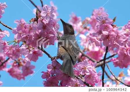 満開の横浜緋桜の枝にとまるヒヨドリ 満開の横浜緋桜の枝にとまるヒヨドリ 100964342
