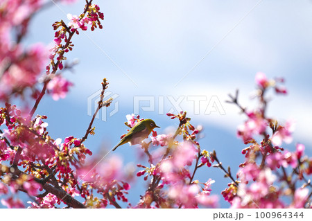 満開の河津桜の蜜を吸うメジロ 100964344