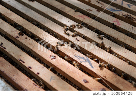Beehive open for inspection by the beekeeper Beehive open for inspection by the beekeeper 100964429