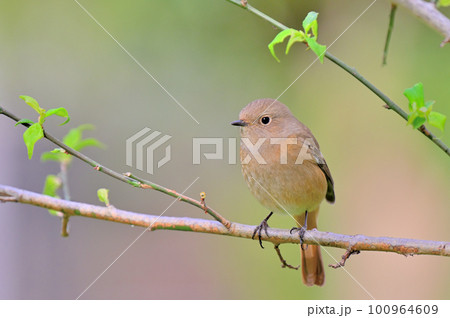 Daurian Redstart/ジョウビタキ雌 Daurian Redstart/ジョウビタキ雌 100964609
