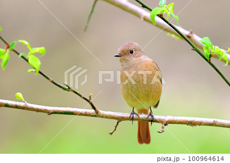 Daurian Redstart/ジョウビタキ雌 100964614