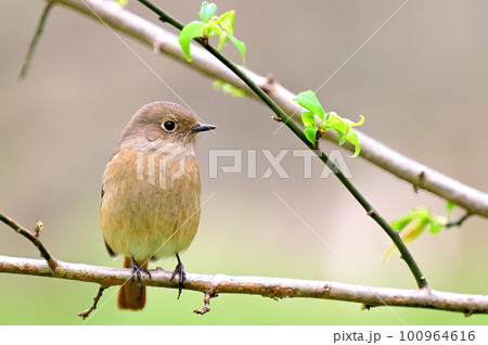 Daurian Redstart/ジョウビタキ雌 Daurian Redstart/ジョウビタキ雌 100964616