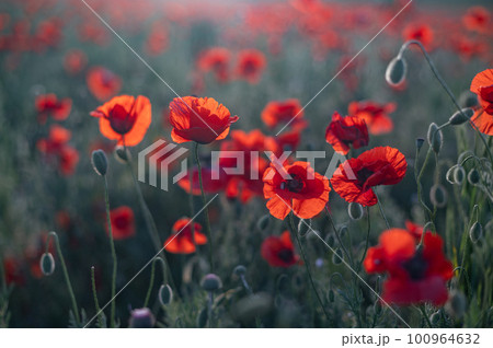 Red poppies close-up on an endless field with beautiful sunlight 100964632