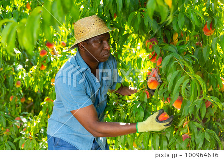 African american farm worker harvesting ripe peaches in garden 100964636