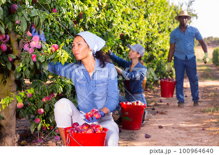 Asian woman gardener with red bucket picking plums 100964640