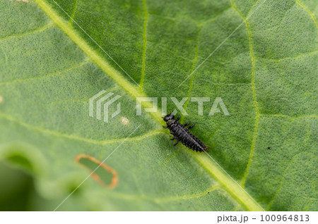 コガタルリハムシ幼虫 100964813