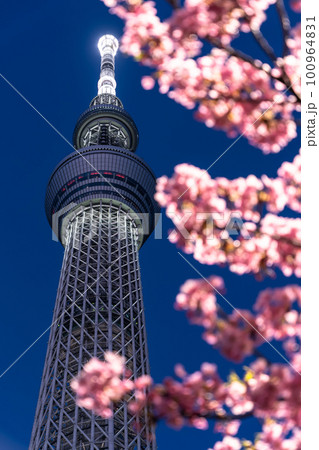 《東京都》スカイツリーと河津桜・春の東京 100964831