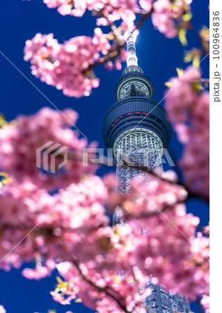 《東京都》スカイツリーと河津桜・春の東京 100964836