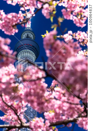《東京都》スカイツリーと河津桜・春の東京 100964837