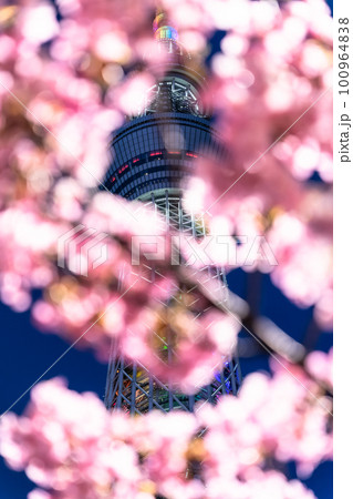 《東京都》スカイツリーと河津桜・春の東京 100964838