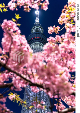 《東京都》スカイツリーと河津桜・春の東京 《東京都》スカイツリーと河津桜・春の東京 100964848