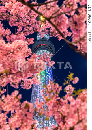 《東京都》スカイツリーと河津桜・春の東京 100964859