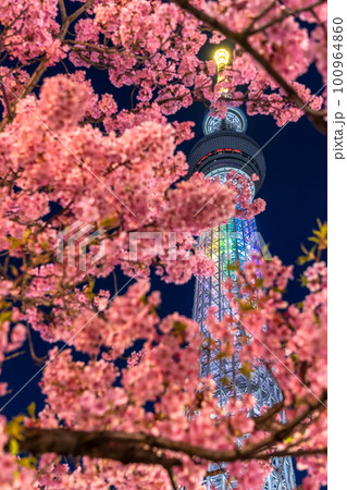 《東京都》スカイツリーと河津桜・春の東京 100964860