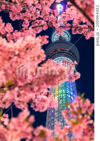 《東京都》スカイツリーと河津桜・春の東京 100964861