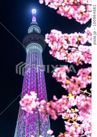 《東京都》スカイツリーと河津桜・春の東京 100964881