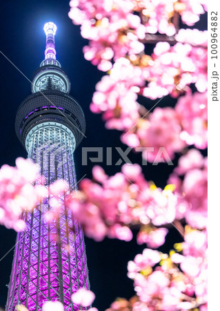 《東京都》スカイツリーと河津桜・春の東京 100964882