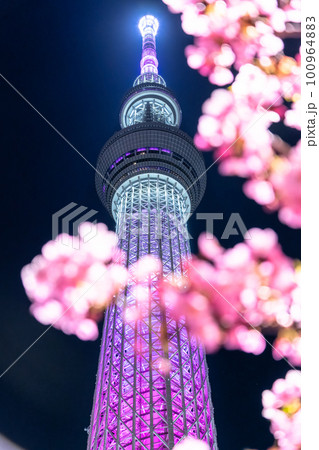 《東京都》スカイツリーと河津桜・春の東京 100964883