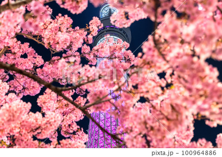 《東京都》スカイツリーと河津桜・春の東京 100964886