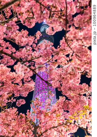 《東京都》スカイツリーと河津桜・春の東京 100964889