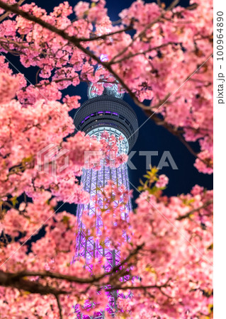 《東京都》スカイツリーと河津桜・春の東京 《東京都》スカイツリーと河津桜・春の東京 100964890